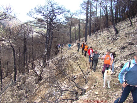 Paisatge incendiat